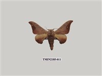 藏品(鉤翅赭蠶蛾)的圖片